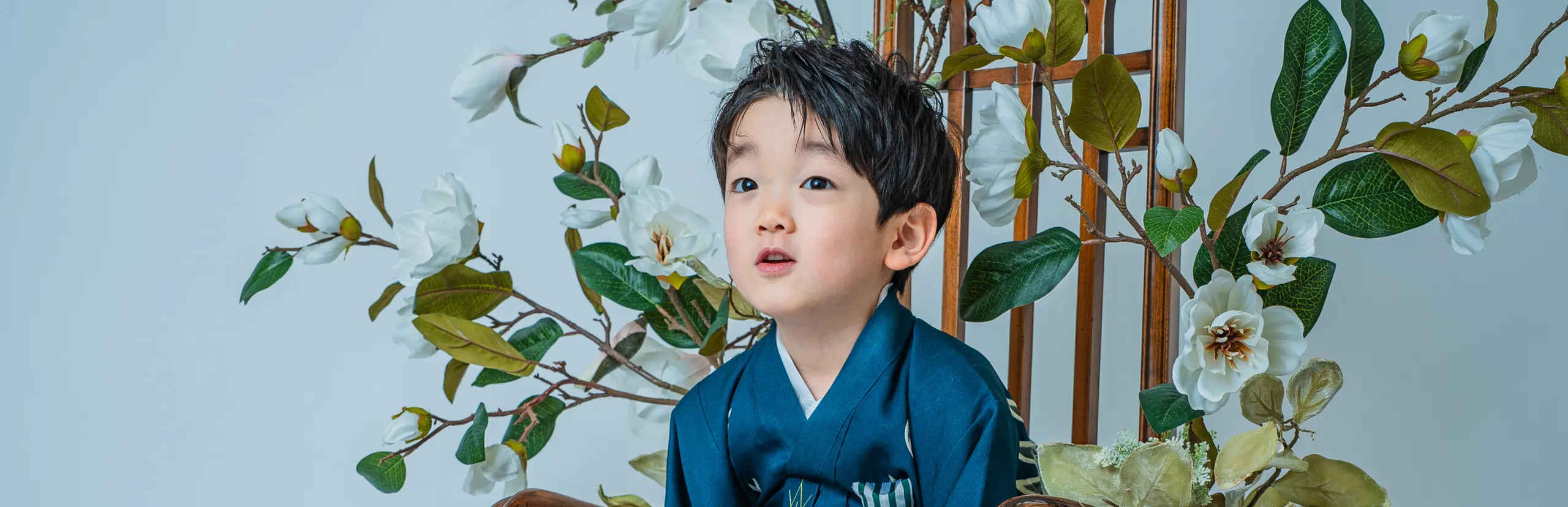 木蓮の花を背景に紺の着物で座る七五三の男の子（Mokuren シーン）